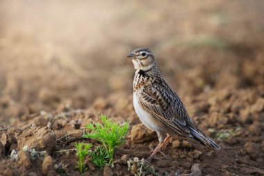 Eurasian Skylark, Alauda arvensis, in the habitat close up