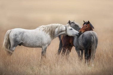 Wild horse herd standing on pasture