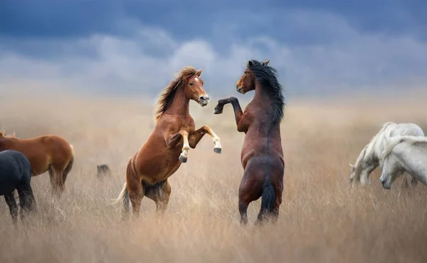 Wild horse play and fight on herd