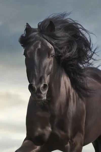 Svart Hingst Med Lång Manlig Porträttfri Springa Fort — Stockfoto