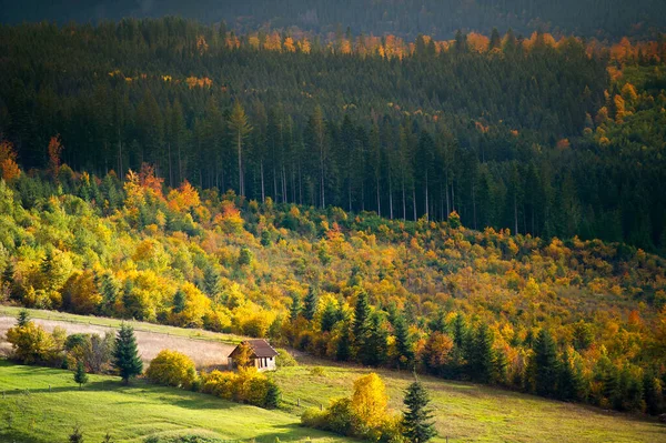Dağlarda Sonbahar Günbatımı Renkli Bir Sonbahar Ormanı Ukrayna Daki Karpat — Stok fotoğraf