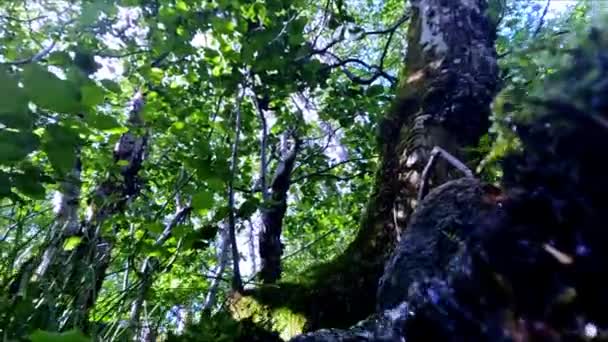 Beautiful Brook Wild Nature Norway Bondhusvatnet Slow Motion — Stock Video