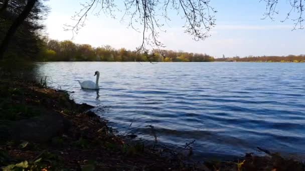 Maschsee Hanover Γερμανία Μια Ηλιόλουστη Μέρα Κύκνος Κολύμπι Στη Λίμνη — Αρχείο Βίντεο