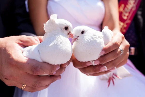 Белые свадебные голуби Стоковое Фото