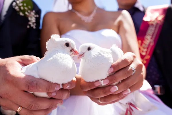 Белые свадебные голуби Стоковое Изображение