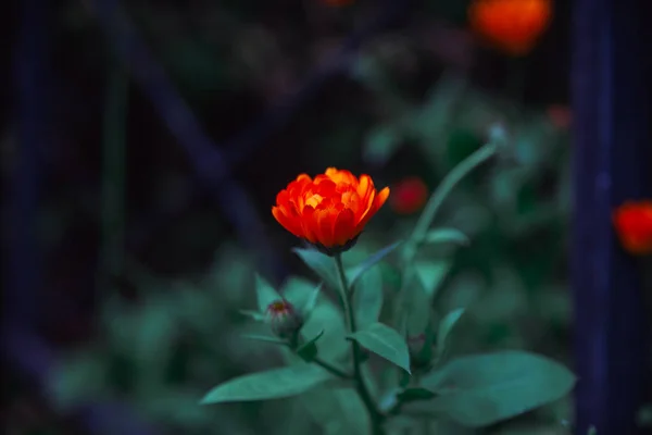 Оранжевый Цветок Зелеными Листьями Цветок Саду Оранжевый Календарь — стоковое фото