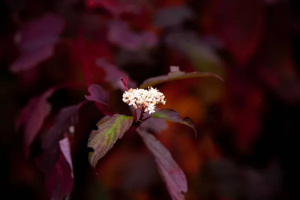 Маленькие Белые Цветы Кусте Куст Красными Листьями Осенний Куст Цветами — стоковое фото