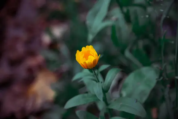 Желтый Цветок Зелеными Листьями Цветок Саду — стоковое фото