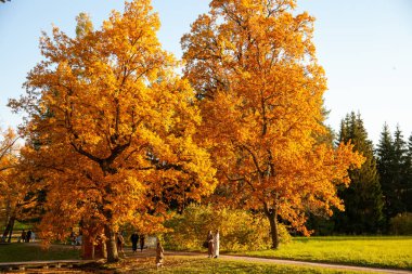 Sarı yapraklı uzun ağaçlar. Parkta sonbahar.
