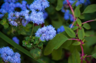 Küçük mavi çiçekler ve yeşil yapraklar. Bahçedeki çiçekler. Çiçeklere yakın çekim. Kabarık çiçekler
