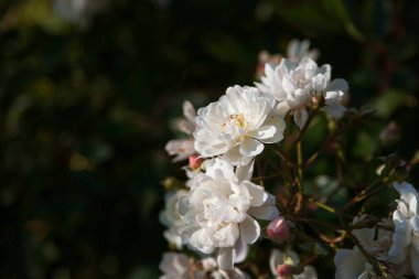 Bahçedeki beyaz güller. Çalılıklarda çiçekler. Koyu arkaplanda beyaz güller.