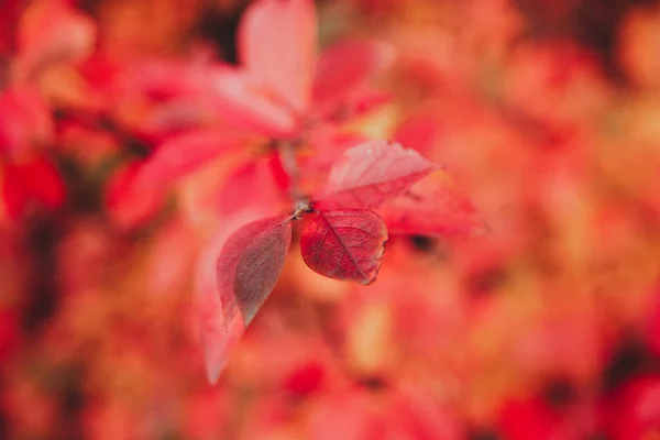 Красные Листья Листья Красном Фоне Осенний Куст Макро — стоковое фото