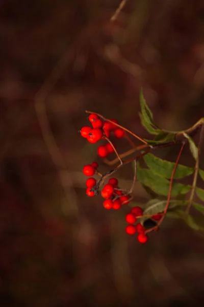Красный Горный Пепел Коричневом Фоне Ягоды Осенью Красные Ягоды Ветке — стоковое фото