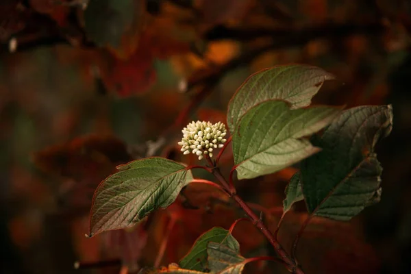 Маленькие Белые Бутоны Зеленые Листья Красный Осенний Лист Куст Цветами — стоковое фото