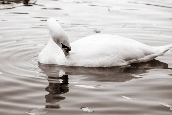Cisne Blanco Agua Sepia Hermoso Pájaro Blanco — Foto de Stock