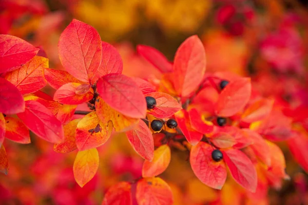 Красный Оранжевый Листья Ягодами Куст Ягодами Осень — стоковое фото