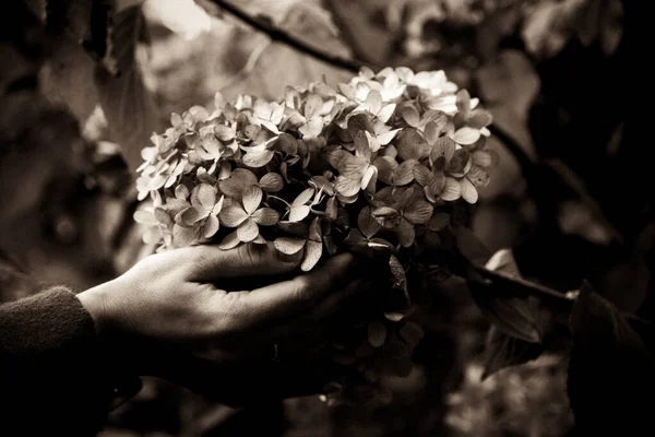 Гортензии Руках Человека Сепия Цветы Ладонях — стоковое фото