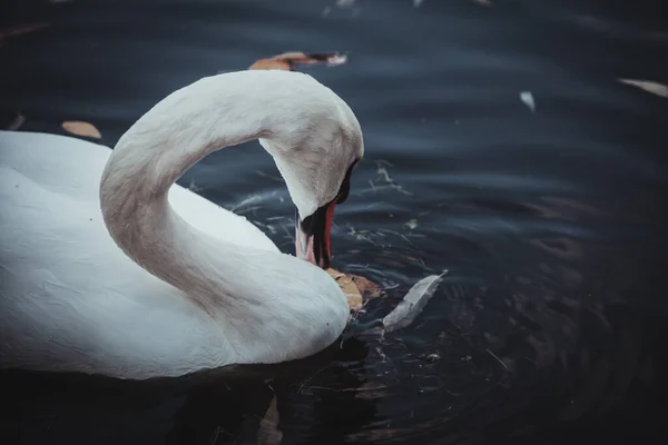 Белый Лебедь Чистит Свои Перья Изящная Птица Воде Одинокий Лебедь — стоковое фото
