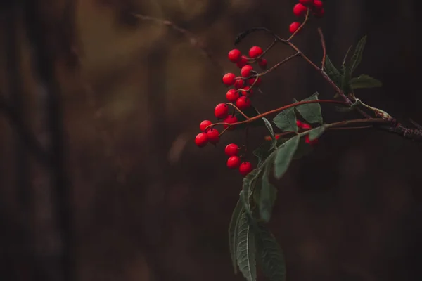 Frêne Rouge Sur Une Branche Baies Sur Fond Brun Baies — Photo