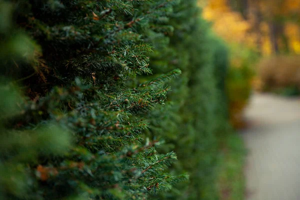 一堵绿树成墙 绿色的树篱多汁的枝条 小针头 — 图库照片