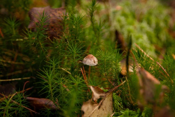 Petit Champignon Gris Dans Forêt Champignon Herbe Verte — Photo