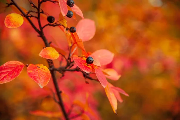 Ярко Красные Оранжевые Листья Тонкой Ветке Черные Ягоды Макро Осенью — стоковое фото
