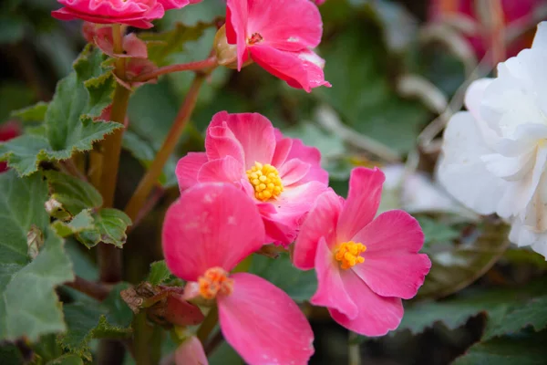 Small Bright Pink Flowers Flowers Garden Yellow Center — Stock Photo, Image