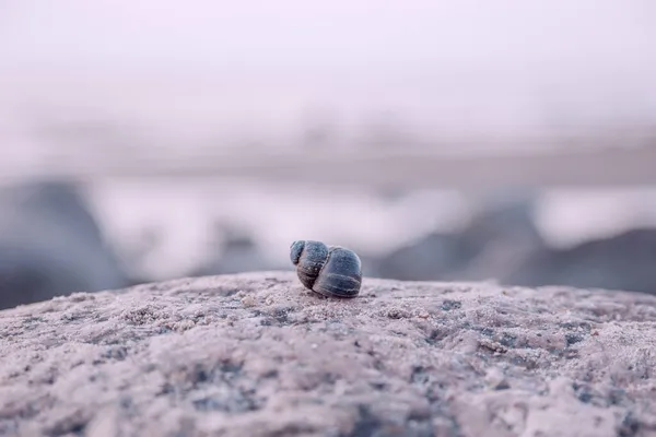 Eine Kleine Muschel Liegt Auf Einem Felsen Ein Meeresweichtier Ein — Stockfoto