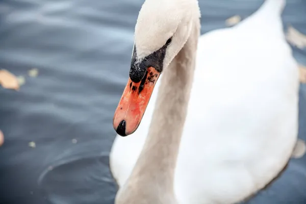 Белый Лебедь Крупным Планом Лебедь Воде Прекрасная Нежная Птица Благородного — стоковое фото