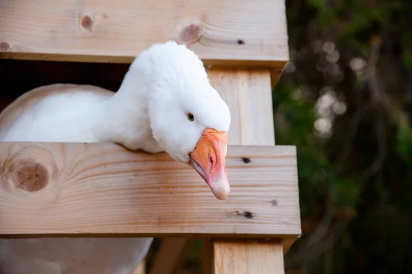 Ganso Blanco Detrás Valla Cuello Largo Del Ganso Sobresale Entre — Foto de Stock