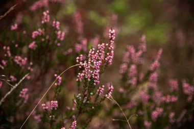 Küçük pembe çiçekler. İnce saplı küçük çiçekler. Tomurcukları olan güzel çimenler. Çalışma tonunun arkaplanı. Sıcak renklerde fotoğraflar. makro çekim