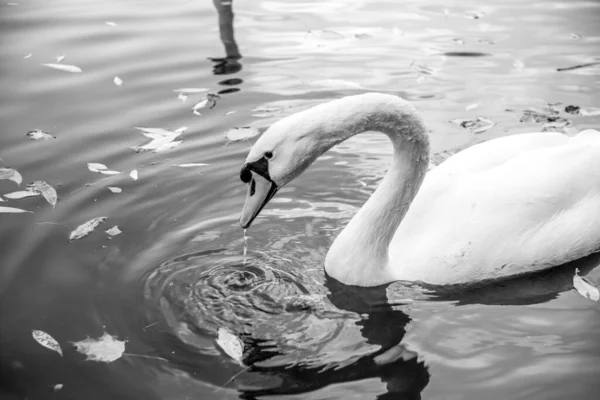 Foto Blanco Negro Hay Pájaro Agua Pájaro Blanco Cisne Blanco — Foto de Stock