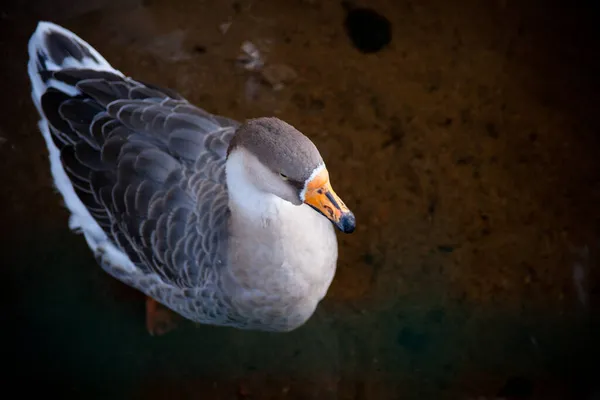 Oie Grise Oiseau Sur Une Surface Sombre Une Oie Solitaire — Photo