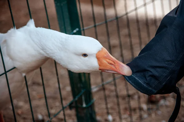 Ganso Blanco Ganso Está Detrás Valla Ganso Una Jaula Pájaro — Foto de Stock