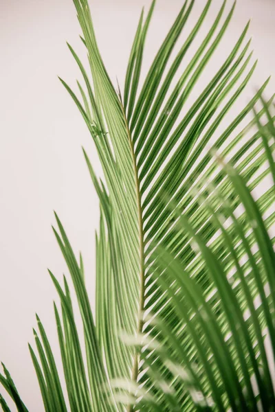 Feuille Palmier Verte Feuille Palmier Isolée Sur Fond Blanc Feuille — Photo