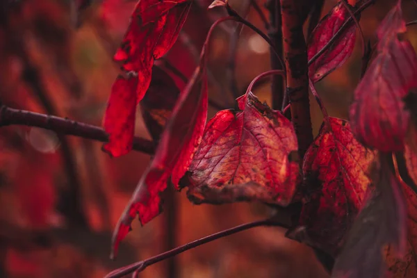 Красный Лист Ветке Крупным Планом Осенние Листья Ветки Листьями Яркие — стоковое фото