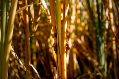 Sazlıklardan oluşan yoğun çalılıklar. Kalın otlar. Yoğun bitki örtüsü. Yakın plan. Altın arka plan. bir çimen sapı deseni.