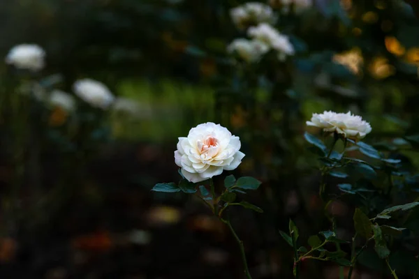 Foto Uma Flor Branca Delicada Uma Rosa Num Arbusto Folhas — Fotografia de Stock
