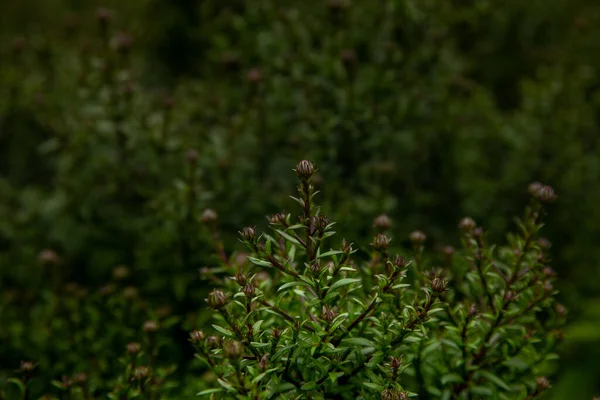 Densa Vegetación Con Pequeños Brotes Flores Pequeños Brotes Arbusto Verde —  Fotos de Stock