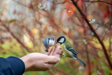 a man feeds birds with his hand. birds on the arm. a beautiful grey bird. man and bird. autumn landscape. Tit eats from the hand. two birds