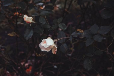 Daldaki beyaz çiçekler. Bahçedeki küçük beyaz güller. Güzel masaüstü duvar kağıtları. masaüstü arkaplanı