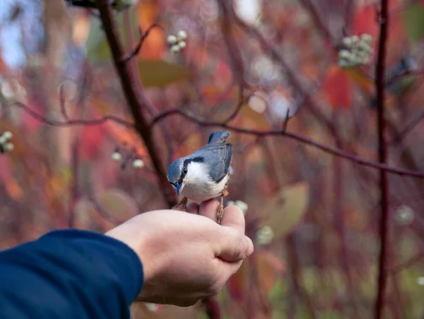 a man feeds a bird with his hand. a bird on the arm. a beautiful grey bird. man and bird. autumn landscape
