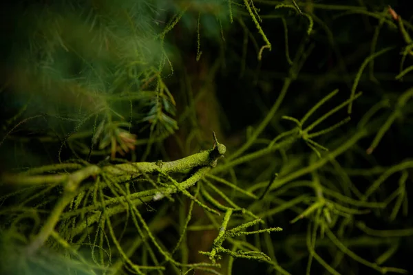 Тонкие Зеленые Ветки Черном Фоне Зеленое Растение — стоковое фото