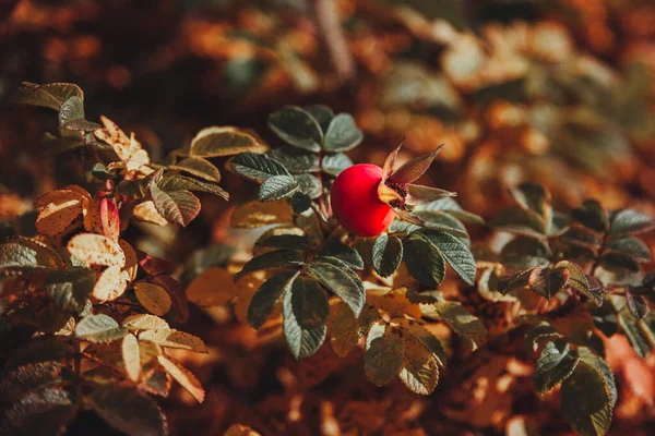 rosehip with green, yellow and red leaves. rosehip fruits. red fruits on the bush