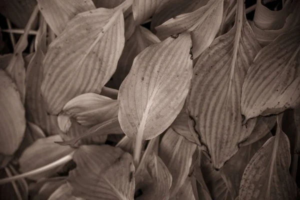 Листья Растений Лежат Друг Друге Фон Листьев Красивый Монохромный Фон — стоковое фото