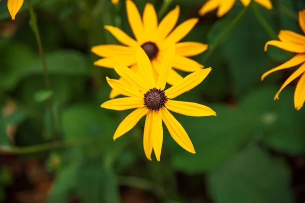 Leuchtend Gelbe Blüten Auf Grünem Hintergrund Grüner Hintergrund — Stockfoto