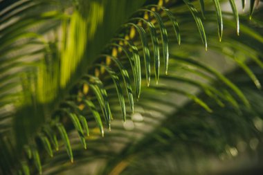 Güzel palmiye yaprakları. Yeşil yapraklar. Beyaz arka planda avuç içi yaprakları. Masaüstünde yaz arkaplanı.