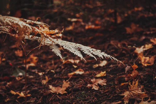 Une Feuille Fougère Sèche Fougère Brune Automne Dans Forêt — Photo