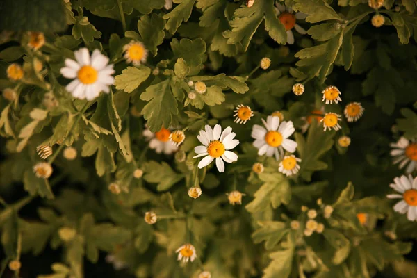 Små Vita Prästkragar Vita Blommor Och Gröna Blad Medicinalväxt — Stockfoto