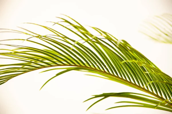 Belles Feuilles Palmier Feuilles Vertes Feuilles Palmier Sur Fond Blanc — Photo